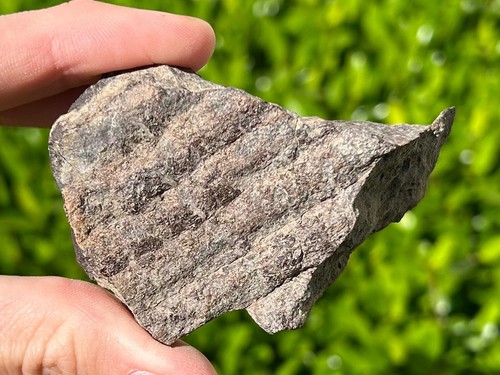Canada fossil hadrosaur - canada,