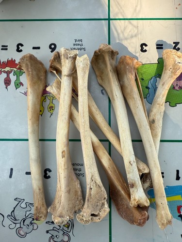 2pc coyote tibia leg - 2pc,