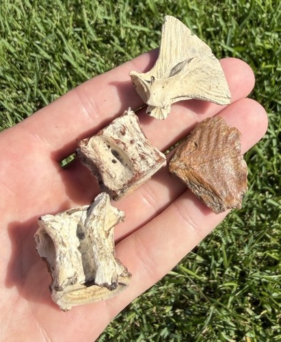 Lot lowcountry fossil - of, sc