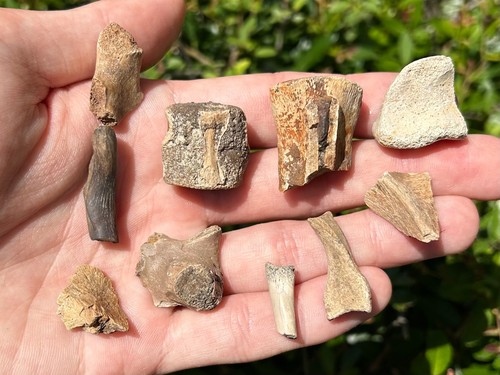 Hell creek fossil - creek, reptile