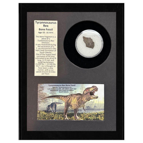 Tyrannosaurus rex bone - tyrannosaurus,