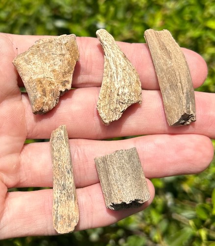 Hell creek fossil reptile - hell,