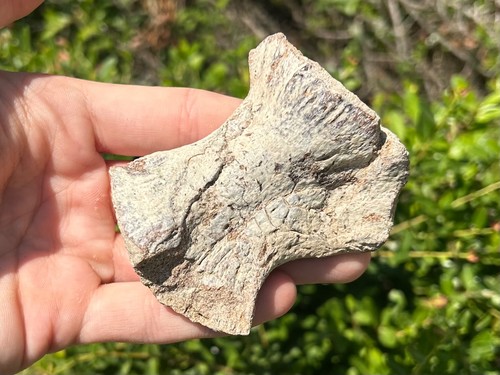 Nice mosasaur paddle fossil - paddle,