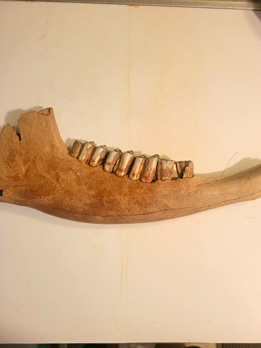 Mammal fossil lower jawbone - fossil,