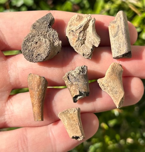 Hell creek fossil reptile - reptile, /