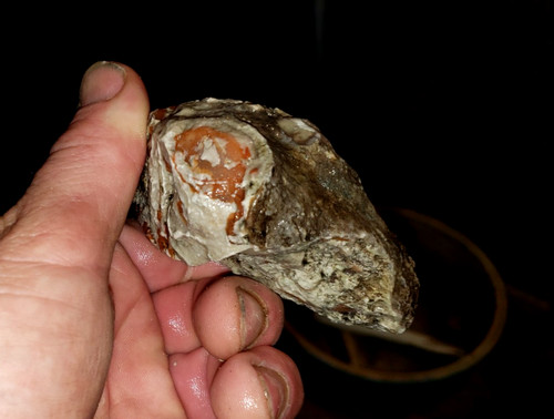 Amazing fossilized eyeball - amazing,