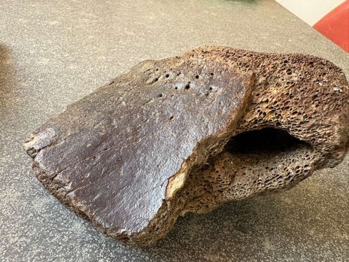Large fossilized bones - large, fossil