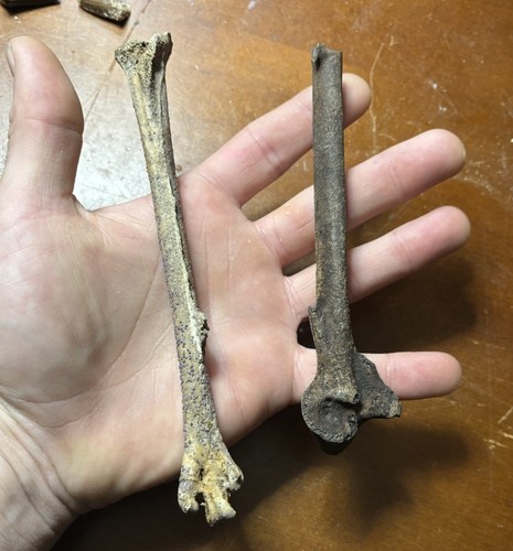 Rare fossil bird - 2,