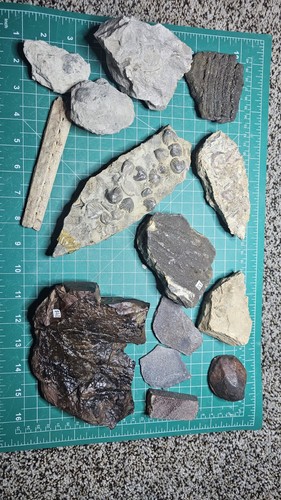 Various fossils gastropods - various,
