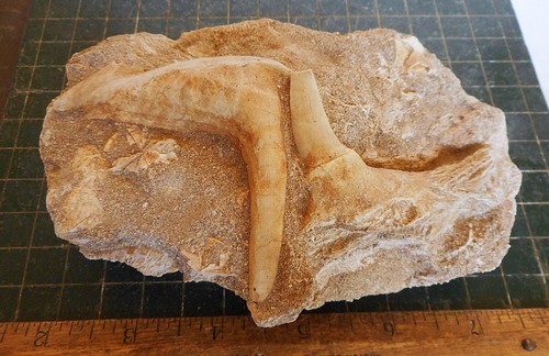 Enchodus fish tooth - enchodus,