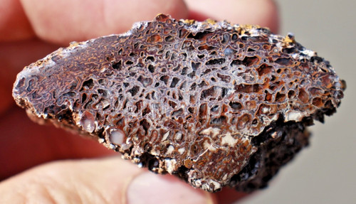 Spider web dinosaur bone - web,