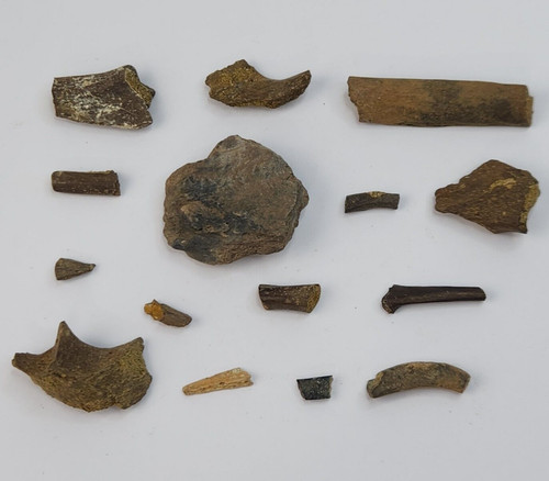 Unidentified fossil bones - unidentified,