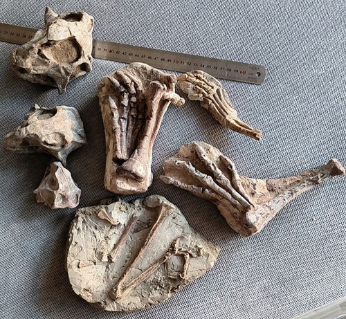 Jehol biota psittacosaurus - biota,