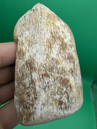 Million year old fossil - million,
