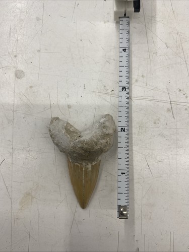 Shark tooth fossil - fossil, not