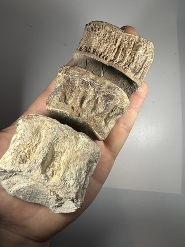Set xl xiphactinus - of,