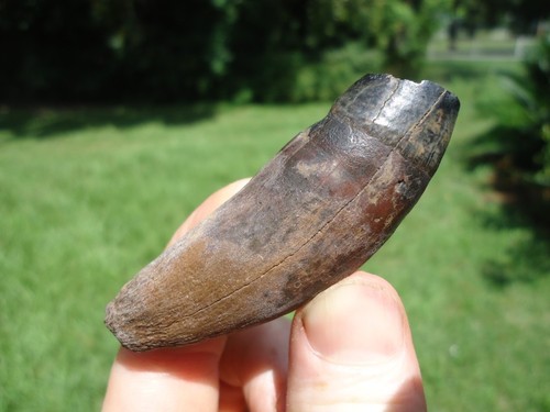 Rare jaguar upper canine - rare,