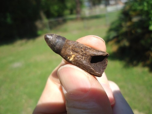 Rare rooted alligator - rooted, tooth